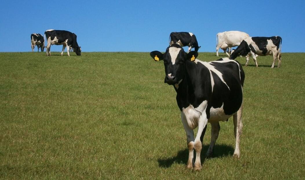 krowy laka zeilone radek nowicki cenyrolnicze pl