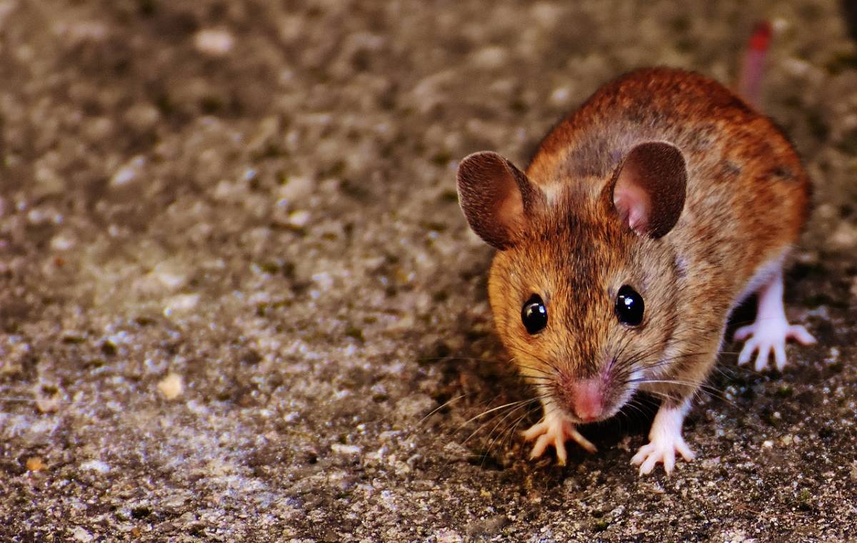 mysz, plaga myszy, myszy zjadają zboże, inwazja myszy
