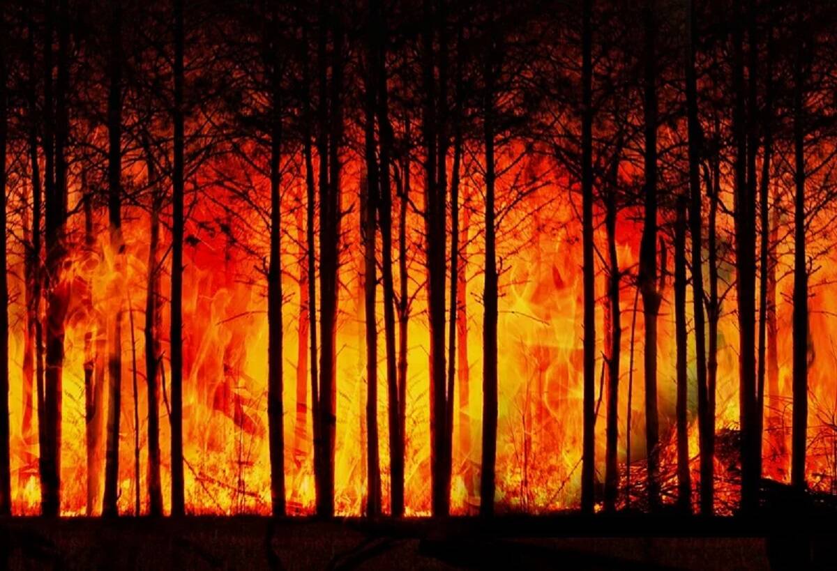 zmiany klimatyczne, pożary, pseudonauka