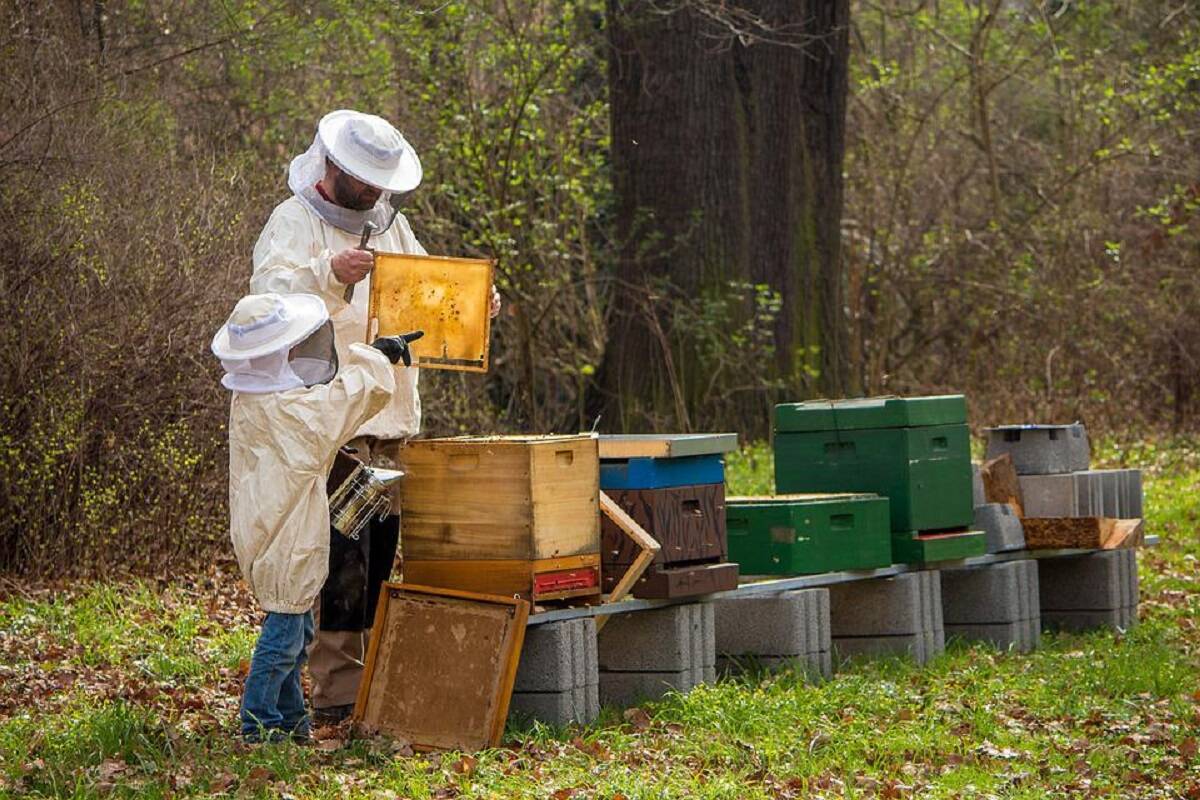 ule, pszczoły, pszczelarstwo 