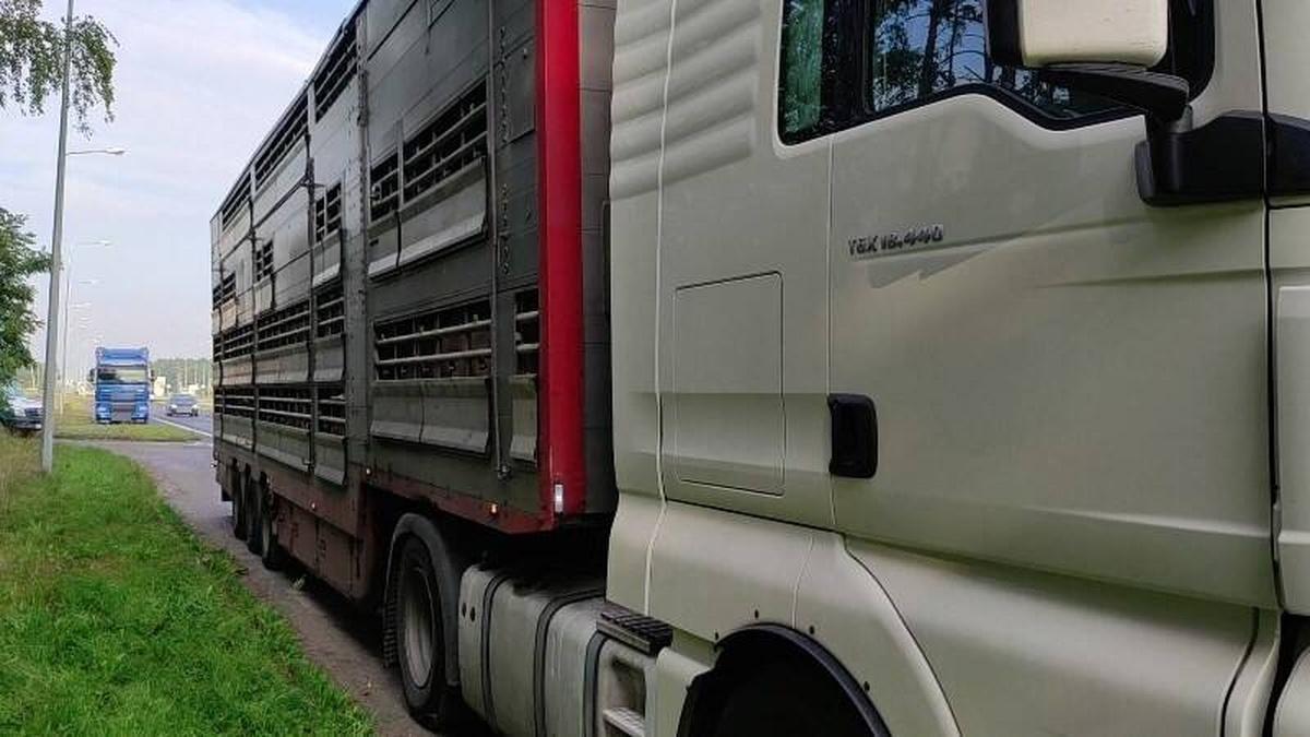 transport zwierząt żywych