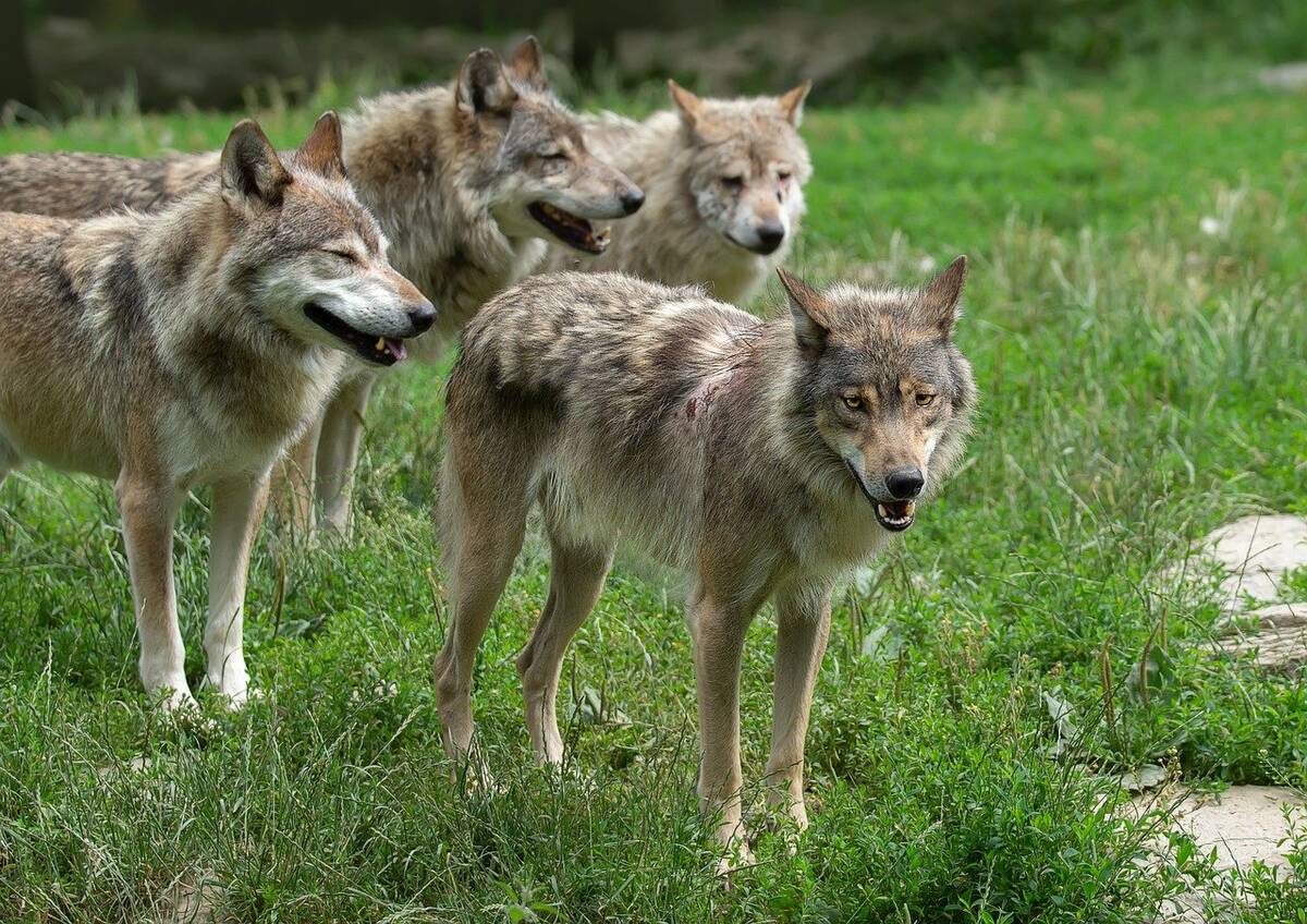 wilki, ochrona wilków, odstrzał wilków