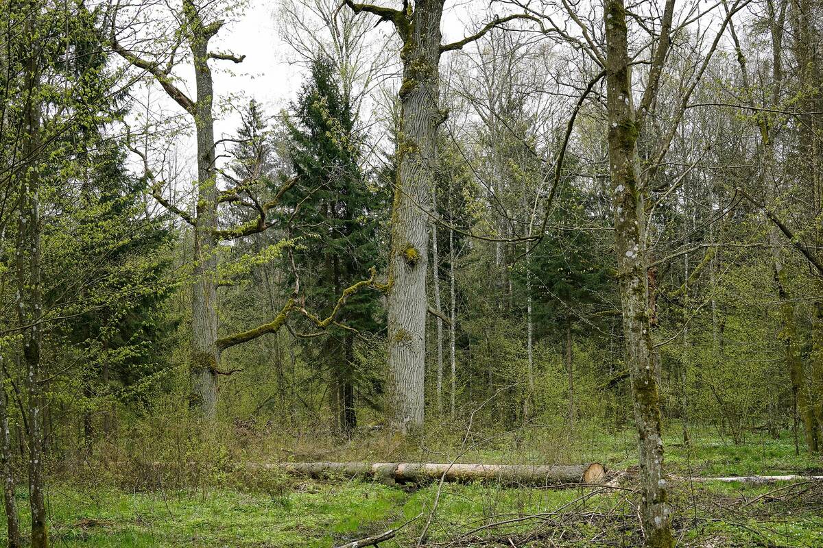 wycinka drzew pozwolenie kopec cenyrolniczE pl
