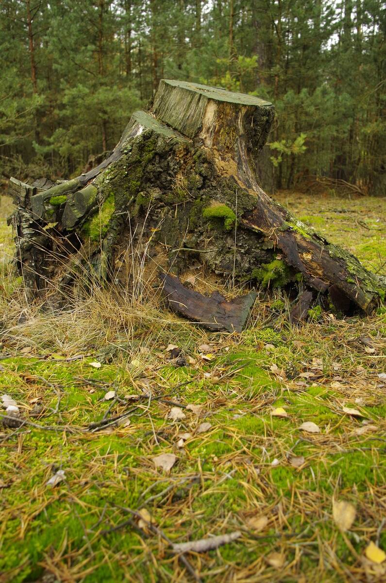 wycinka drzew zezwolenie kopec 3 cenyrolniczE pl