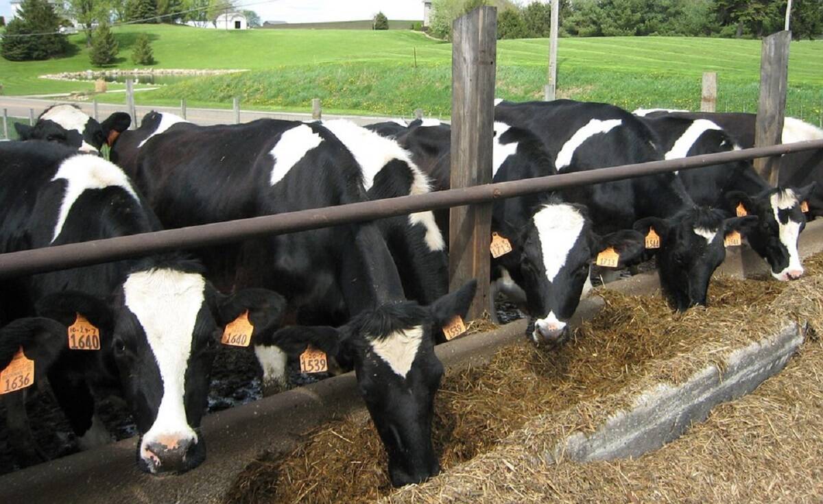 dobrostan zwierząt, mleko, krowy