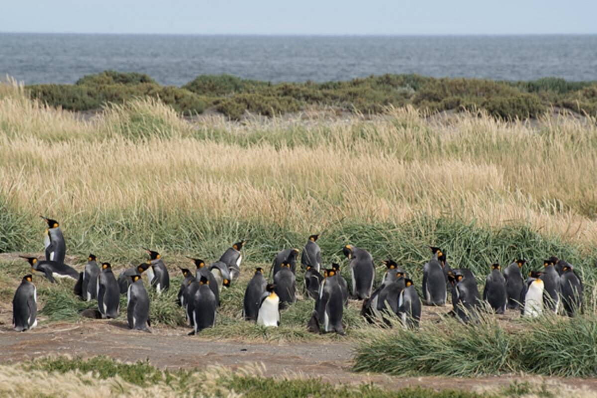 pingwiny królewskie, agroekosystem