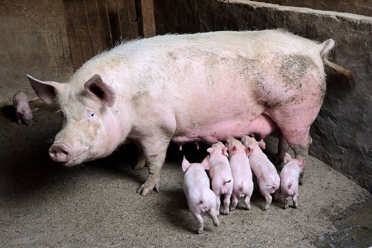 pomoc dla hodowców świń, dopłaty, Austria
