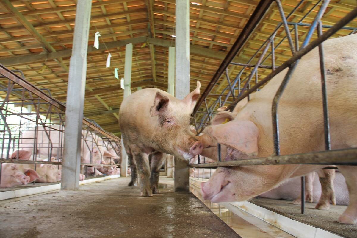 trzoda chlewna, hodowla świń, Chiny