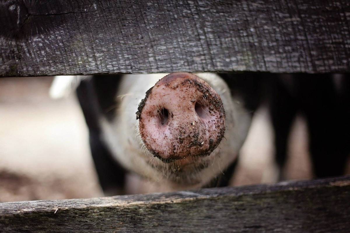 ASF, bioasekuracja, afrykański pomór świń