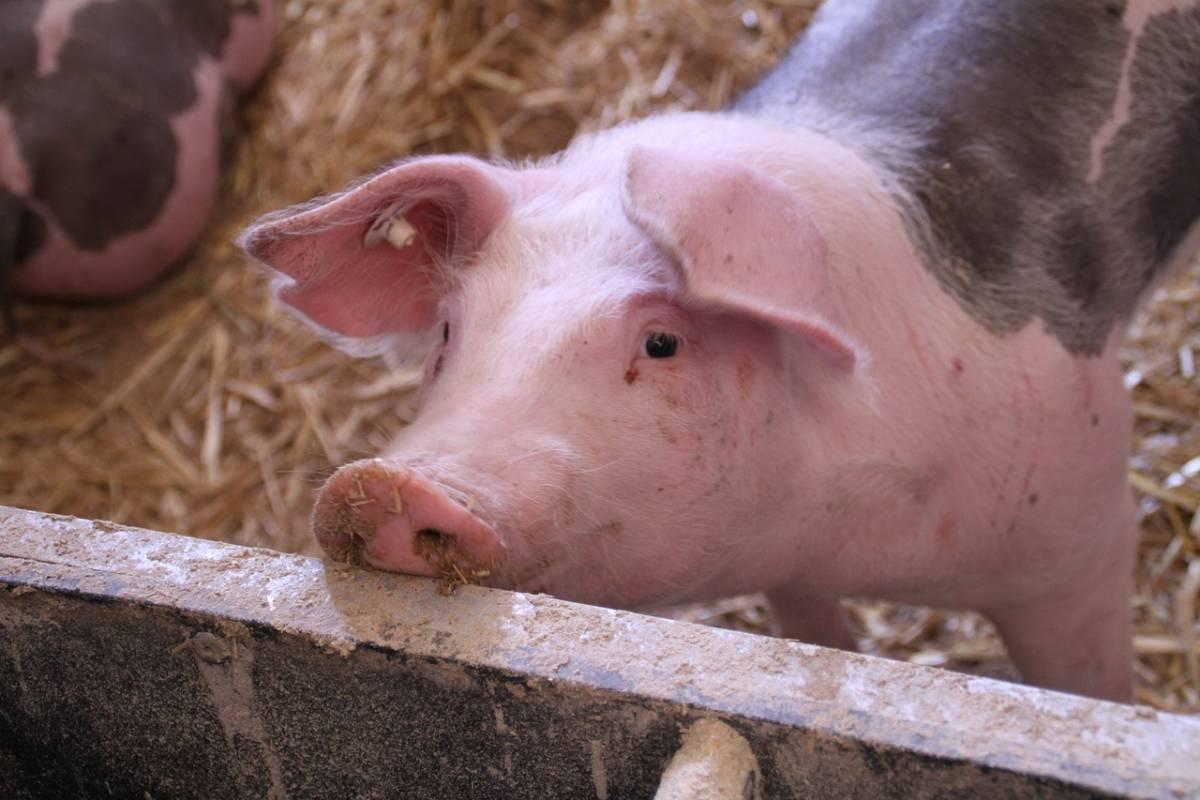 zwrot podatku akcyzowego dla producentów świń 