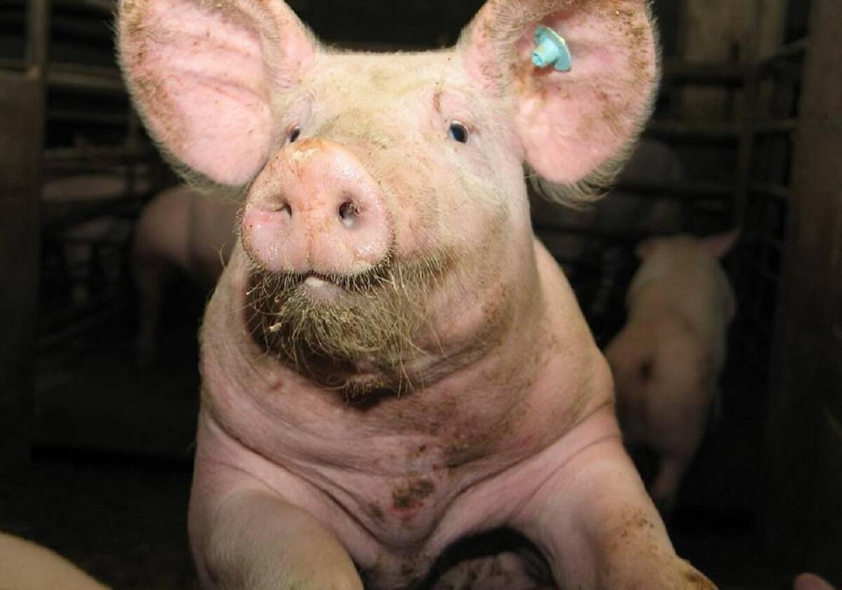 pogłowie świń w Niemczech, trzoda chlewna 