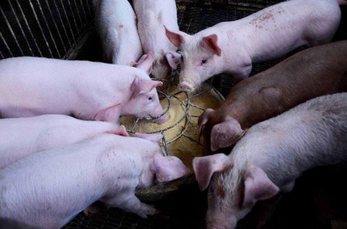pogłowie świń w Polsce, trzoda chlewna 