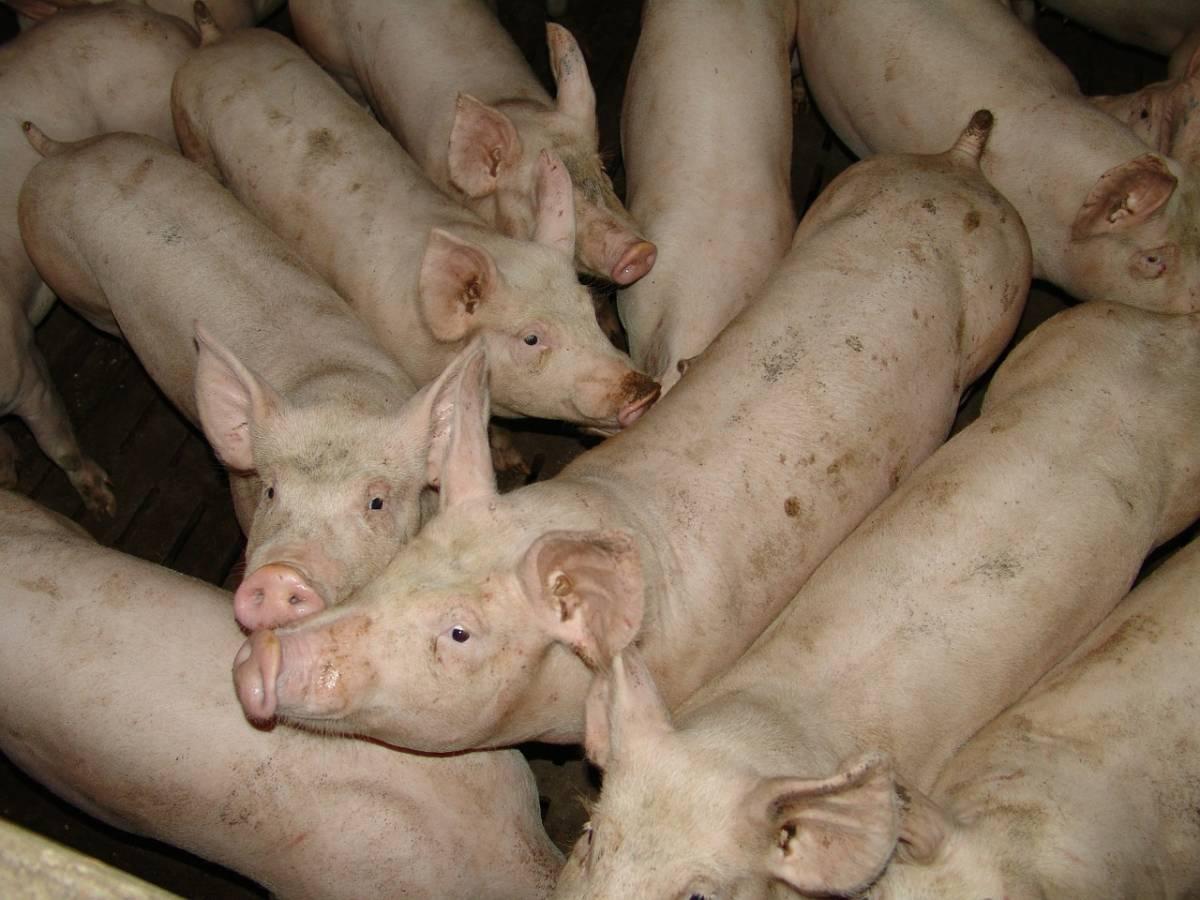 ceny tuczników, ceny świń, ceny żywca wieprzowego, ceny świń w Chinach