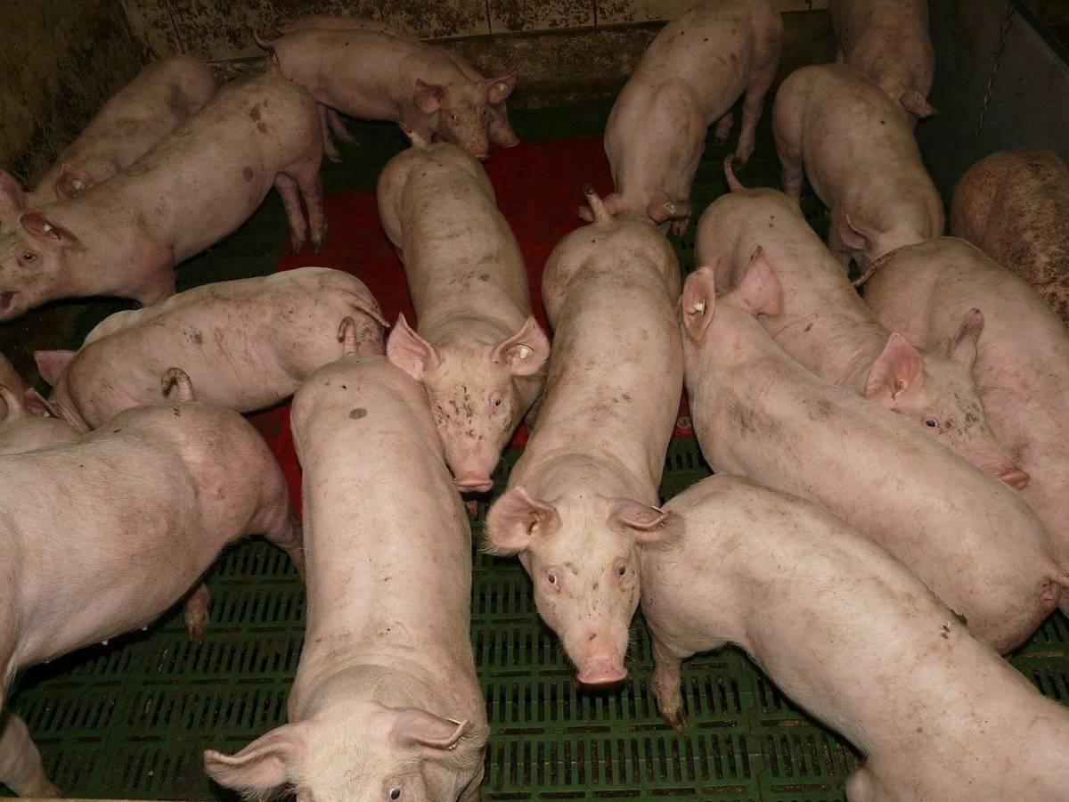 pogłowie świń w Polsce, trzoda chlewna 