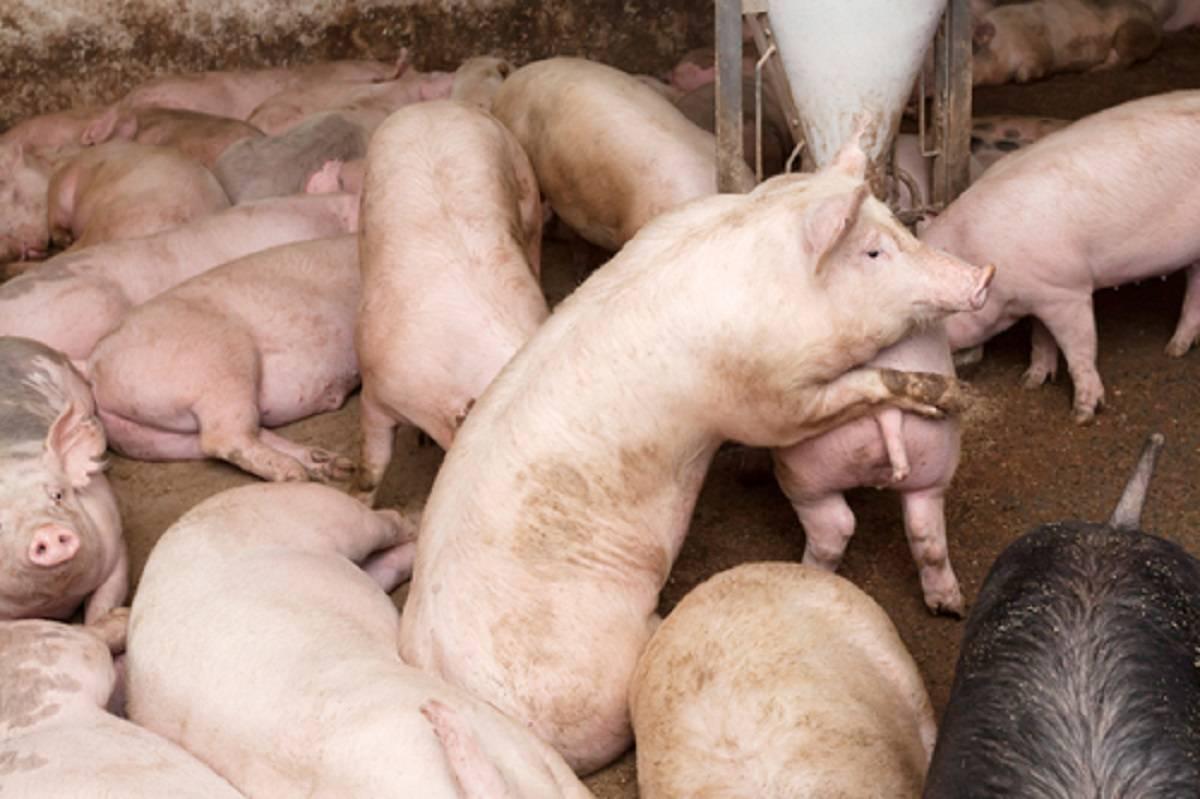 Wielka Brytania, pogłowie świń, produkcja wieprzowiny