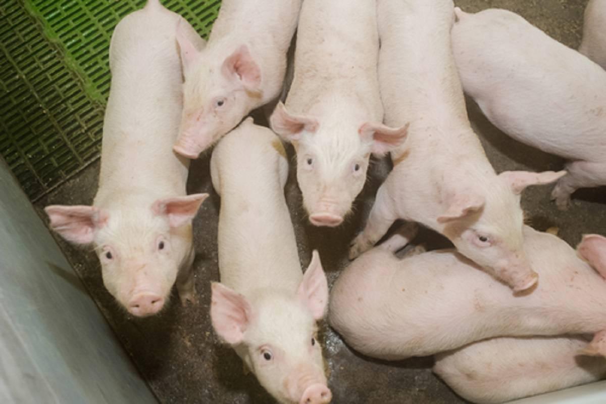 Hiszpania, pogłowie świń, import żywca 