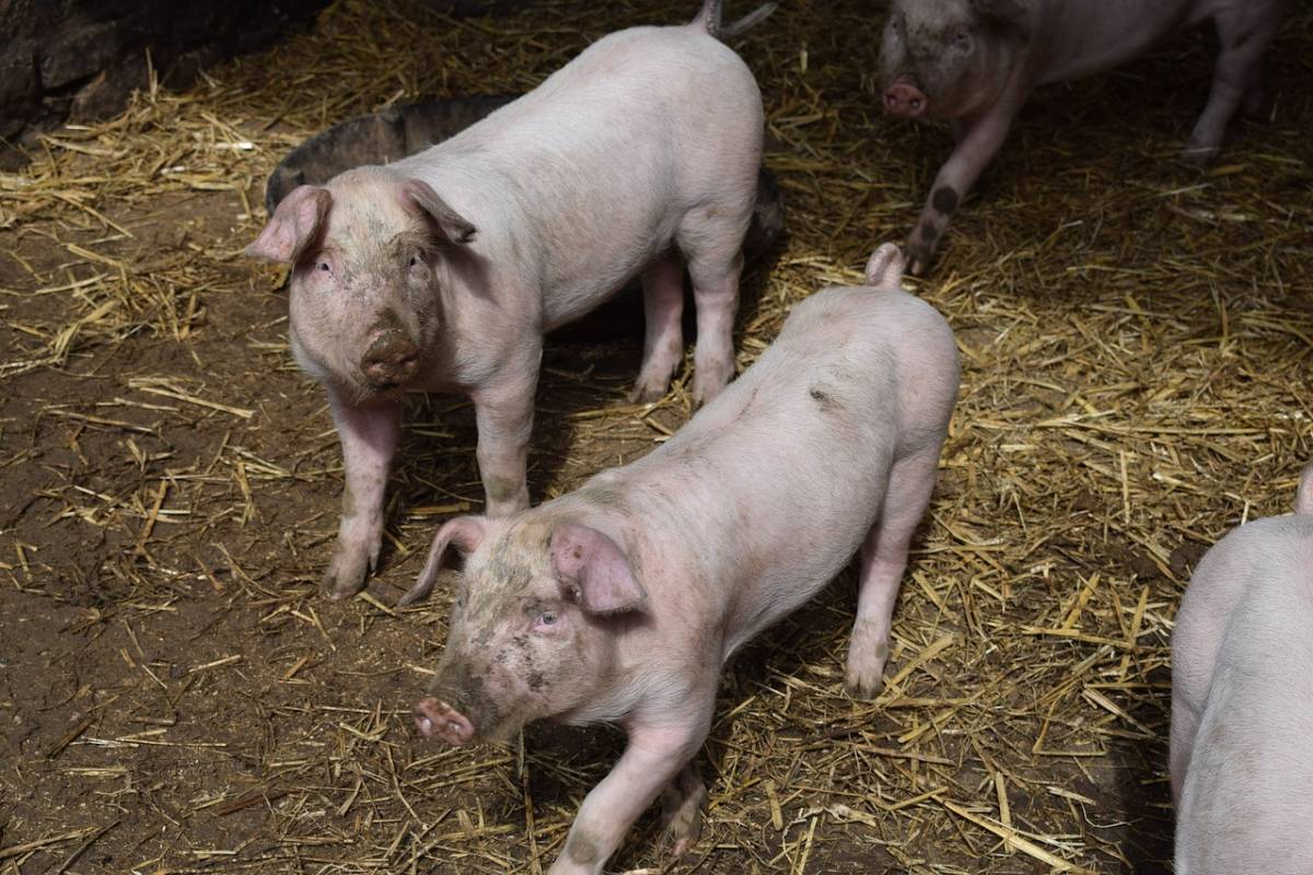 trzoda chlewna, hodowla świń, Holandia