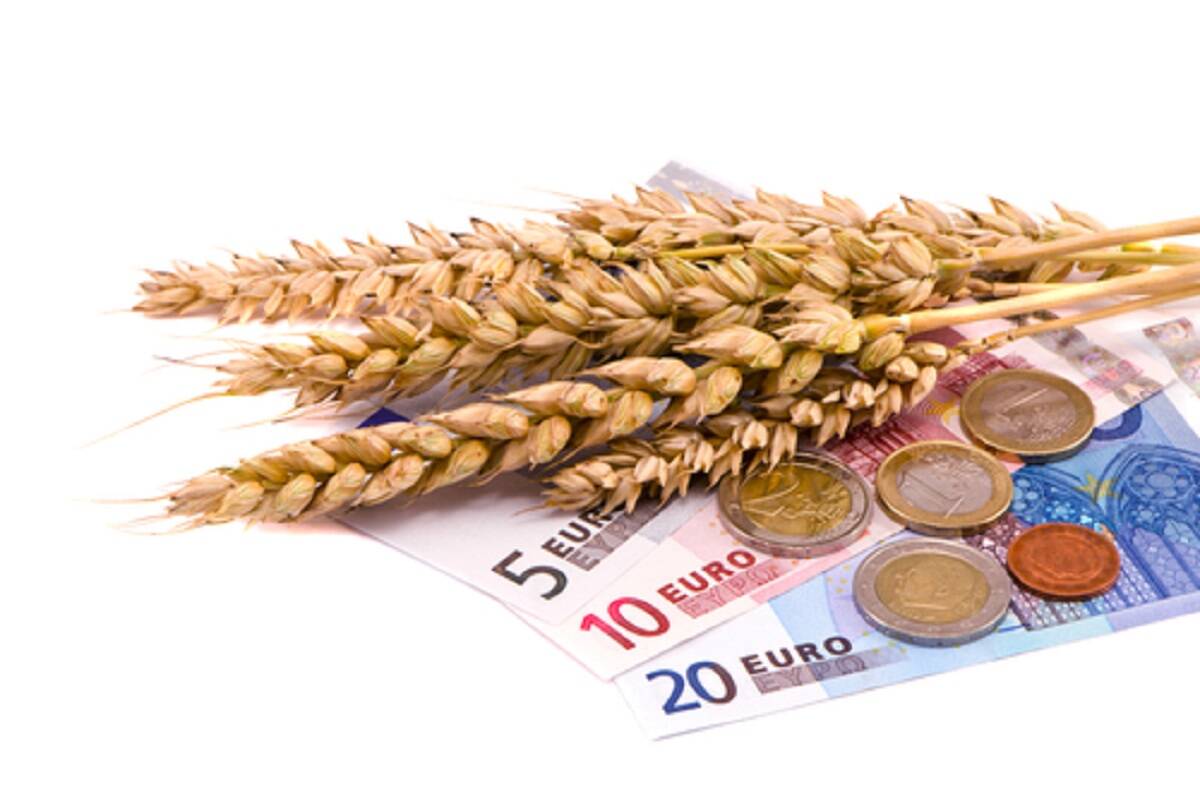 ceny zboża, ceny pszenicy, ceny kukurydzy, ceny rzepaku, ceny kukurydzy