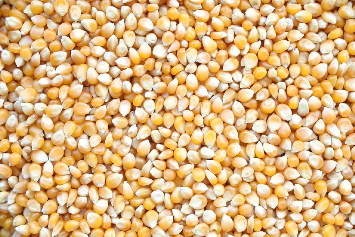 ceny kukurydzy, kukurydza, kukurydza z Ukrainy