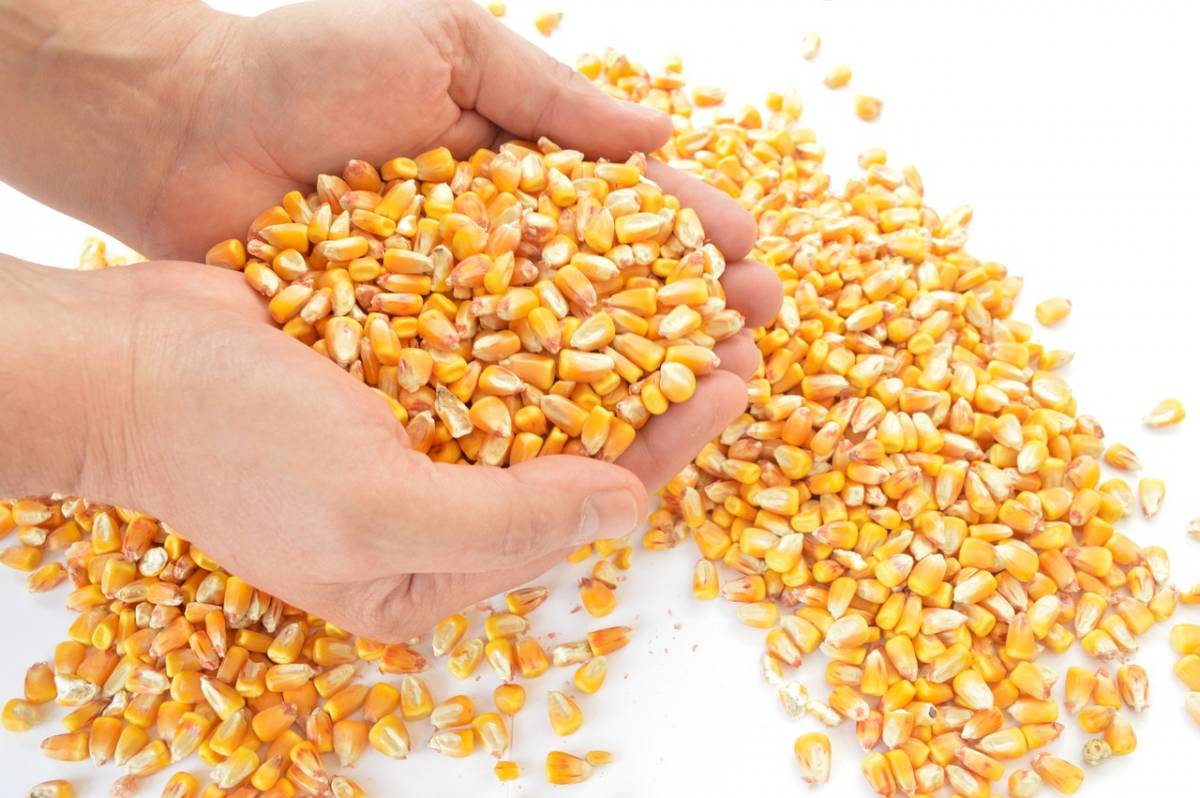 kukurydza, eksport kukurydzy, kukurydza z Ukrainy