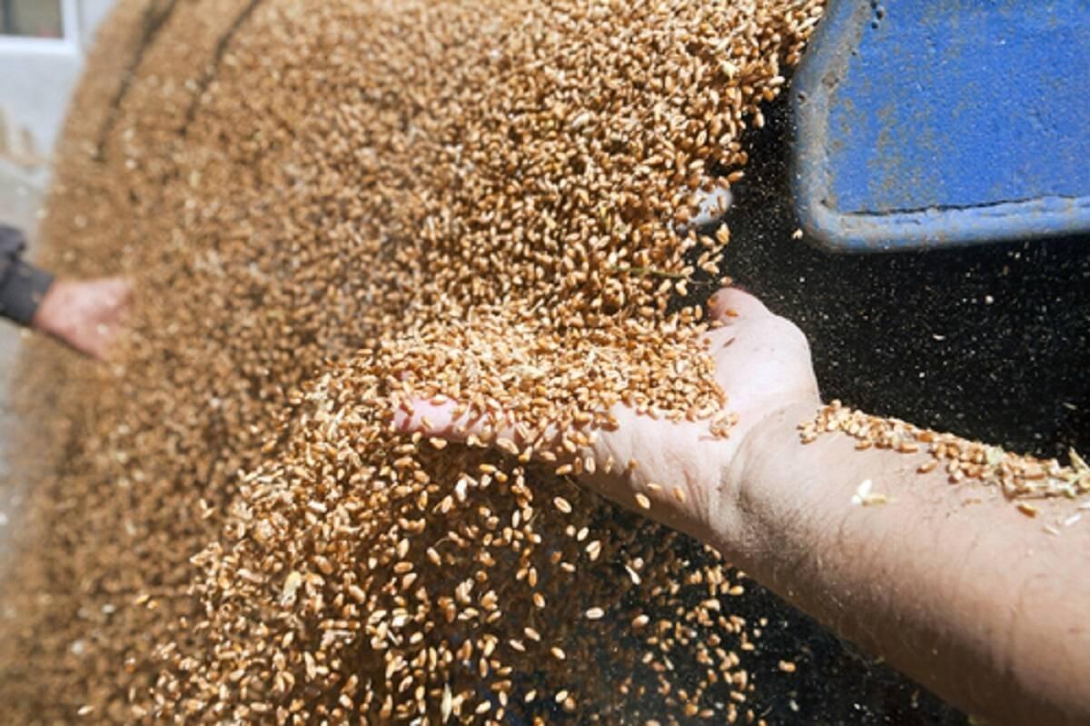 ceny zbóż, ceny skupu zbóż, ceny pszenicy, ceny skupu pszenicy 