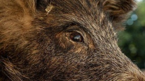 Zabójcze dzikie świnie: coraz więcej śmiertelnych ofiar ataków 
