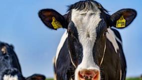 USA przeznaczyło 350 mln na wsparcie hodowców bydła