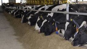 W Rosji powstaje ogromna ferma mleczna. Pomieści 18 tys. sztuk bydła. 
