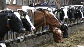 Czy wydajne krowy i buhaje dają cielęta z lepszym FCR? 
