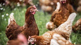 Dlaczego kury znoszą mniej jajek?