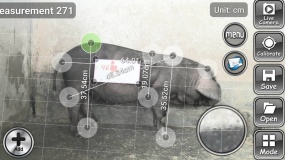 Aplikacja na smartfona poda wagę świni na podstawie zdjęcia
