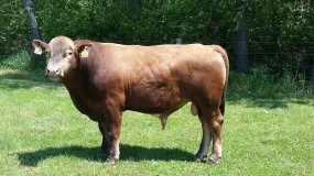 Beefalo: hybryda między krową, a bizonem. Po co ją stworzono?