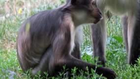 Małpia ospa: które zwierzęta są nosicielami? Jak duże zagrożenie stanowi?