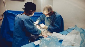 Pacjent otrzymał nerkę świni. Pierwszy taki przeszczep na świecie. 