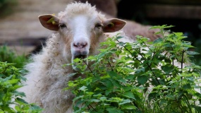 Zwierzęta potrafią się leczyć: jak owce zwalczają zgagę i pasożyty?