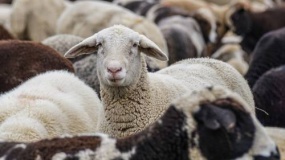 Owce są wrażliwe na COVID-19?