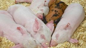 Projekt kojca wpływa na higienę chlewni i świń