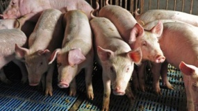 Złe postępowanie z tucznikami podczas transportu powoduje pogorszenie jakości mięsa 