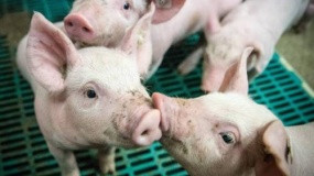 Niska higiena chlewni zmniejsza wydajność wzrostu u świń