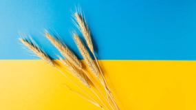 flaga ukrainy, klosy zboza