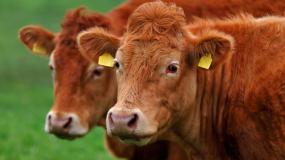 ceny bydła, ceny byków, ceny krów, ceny jałówek