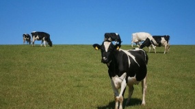 redukcja co2, cele klimatyczne, ubój bydła, krowy, Irlandia 
