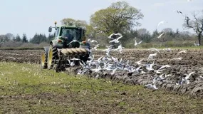ptaki, rolnictwo, szkody