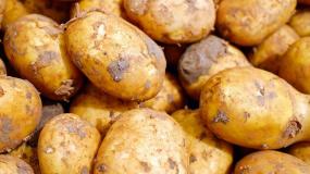 ziemniaki, zwalczanie bakterii