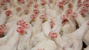 20.05.2022 Ceny skupu kurczaka i sprzedaży tuszki: obniżki zatrzymały się