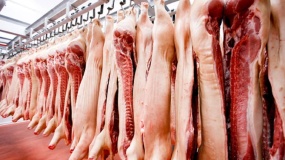 mięso, import z Danii, wieprzowina 