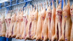 ceny tuczników, ceny świń, ceny żywca wieprzowego