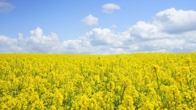 Nowelizacja ustawy biopaliwowej to cios w producentów rzepaku. Rząd zapomniał o rolnictwie 