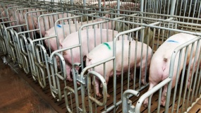 likwidacja hodowli, trzoda chlewna, świnie