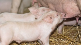 pomoc dla hodowców świń